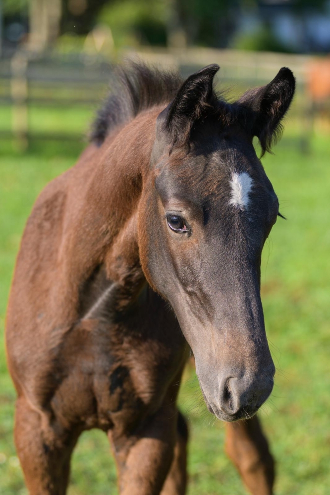 J Tallin’s Jag-Fly Z