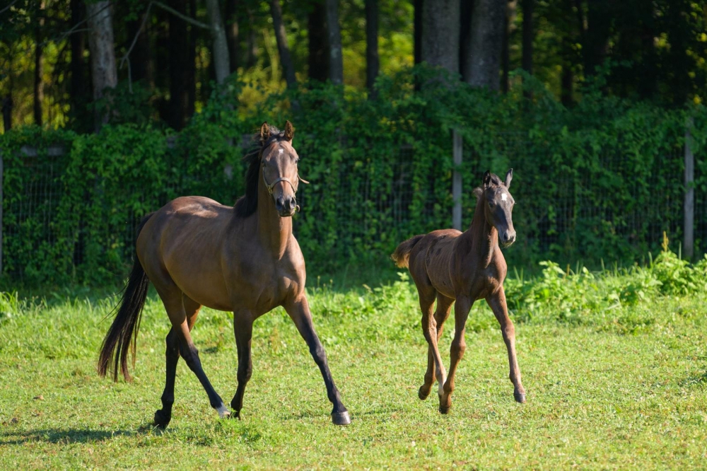 J Tallin’s Jag-Fly Z