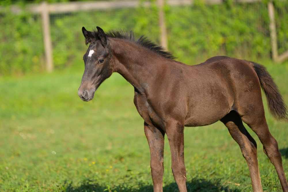 J Tallin’s Jag-Fly Z