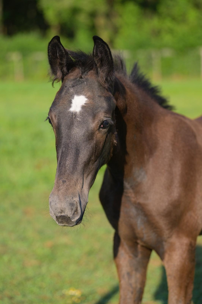 J Tallin’s Jag-Fly Z