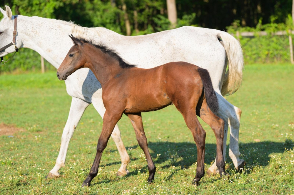 D Tallin’s Dancing In The Darc Z