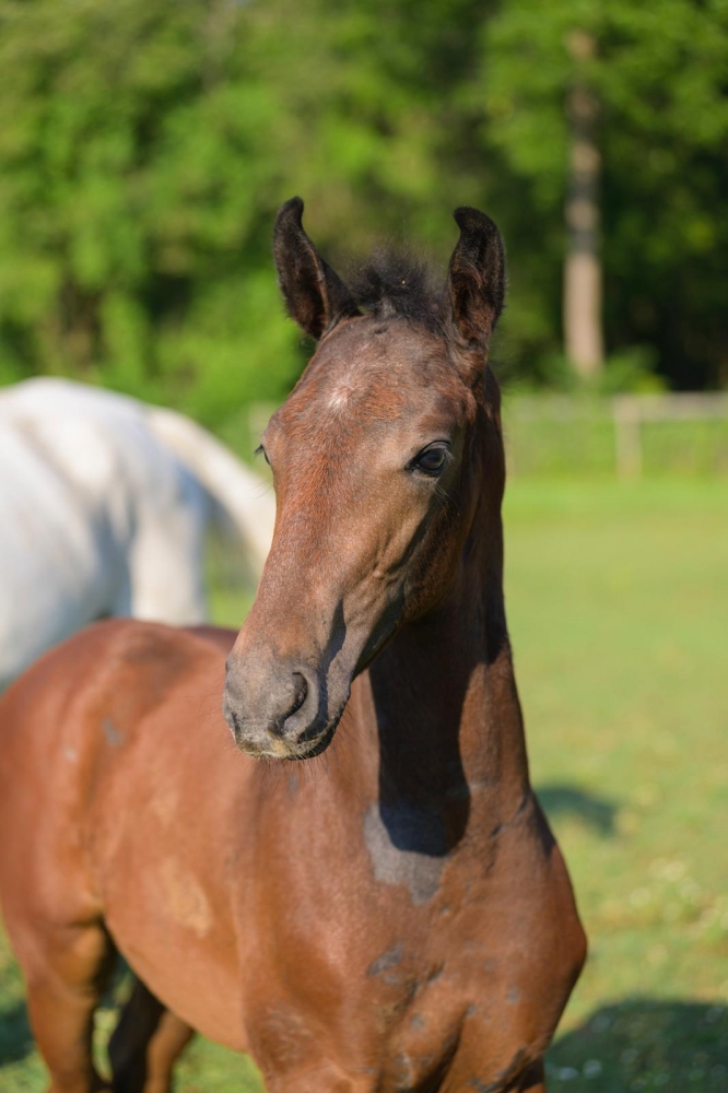 D Tallin’s Dancing In The Darc Z