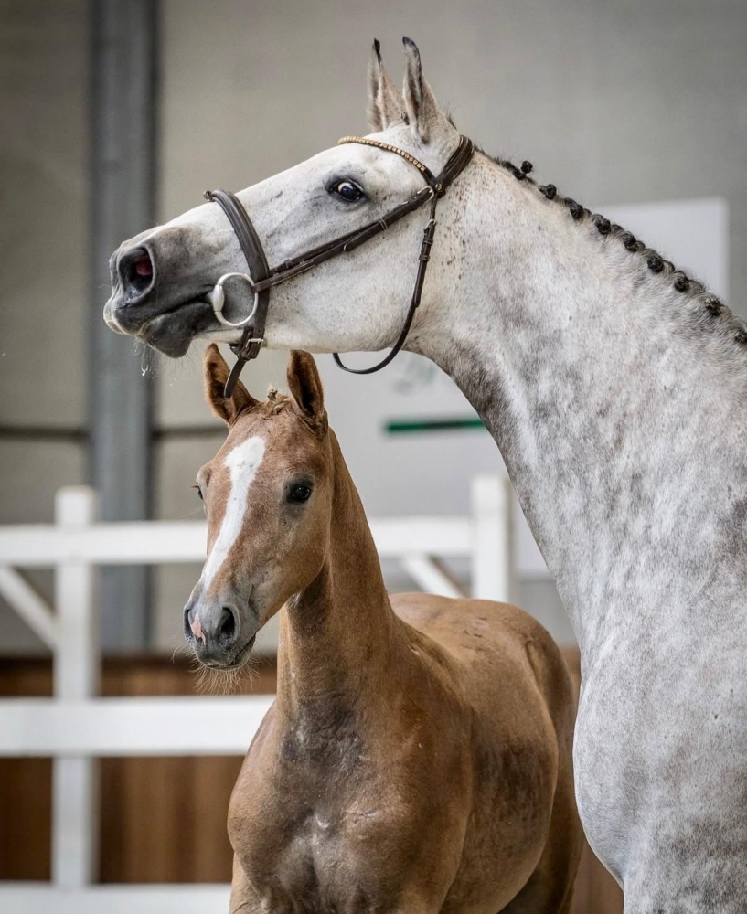 M Tallin's Mylord Le Diamant Z