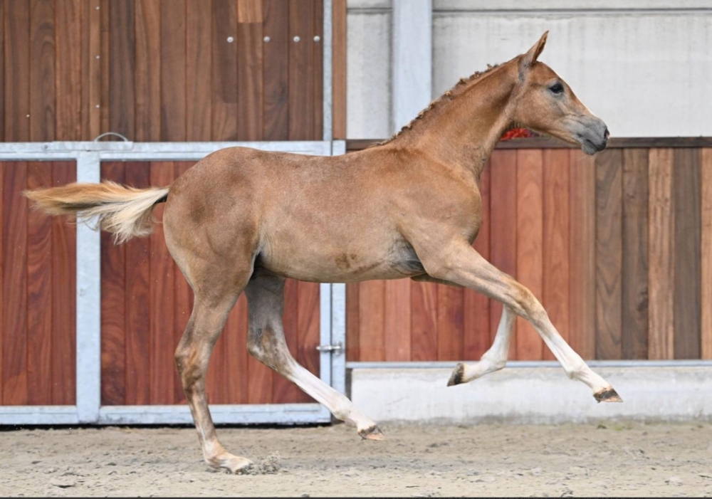 M Tallin's Mylord Le Diamant Z