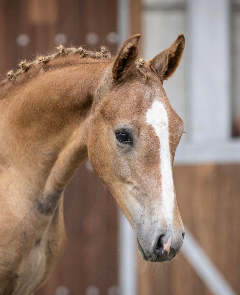 M Tallin's Mylord Le Diamant Z