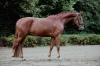Wie Wicky