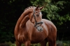 Wie Wicky