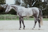 Hicksteads Hermes