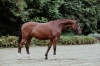 Canzona
