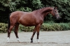 Canzona