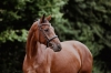 Canzona
