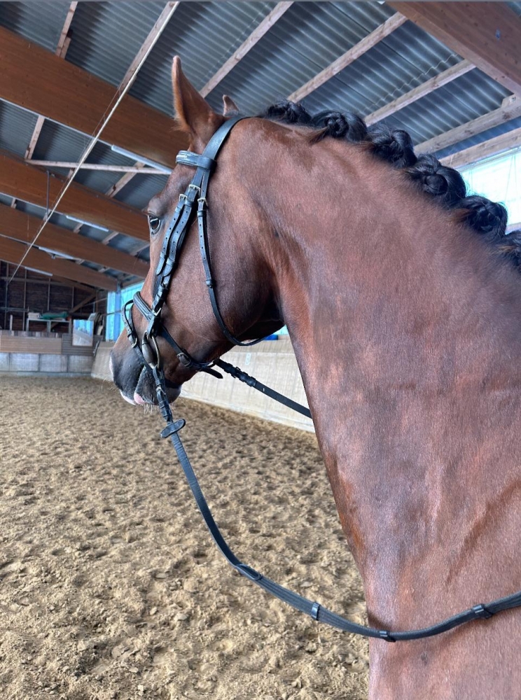 Sir Donnerhall Wallach