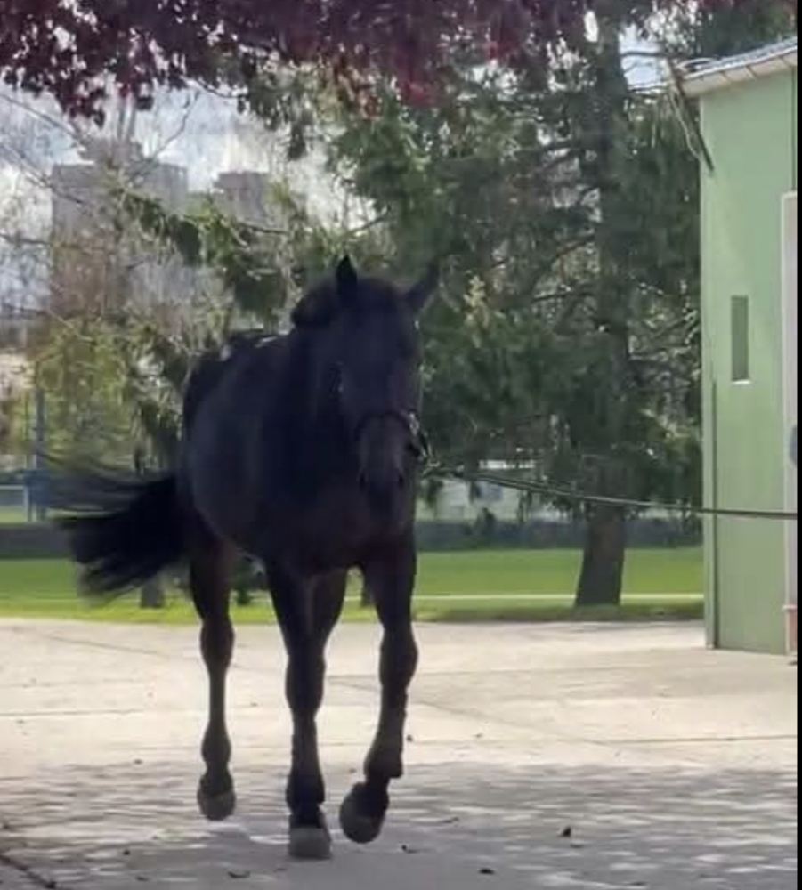 CORNET VAN SISSI RT Z 