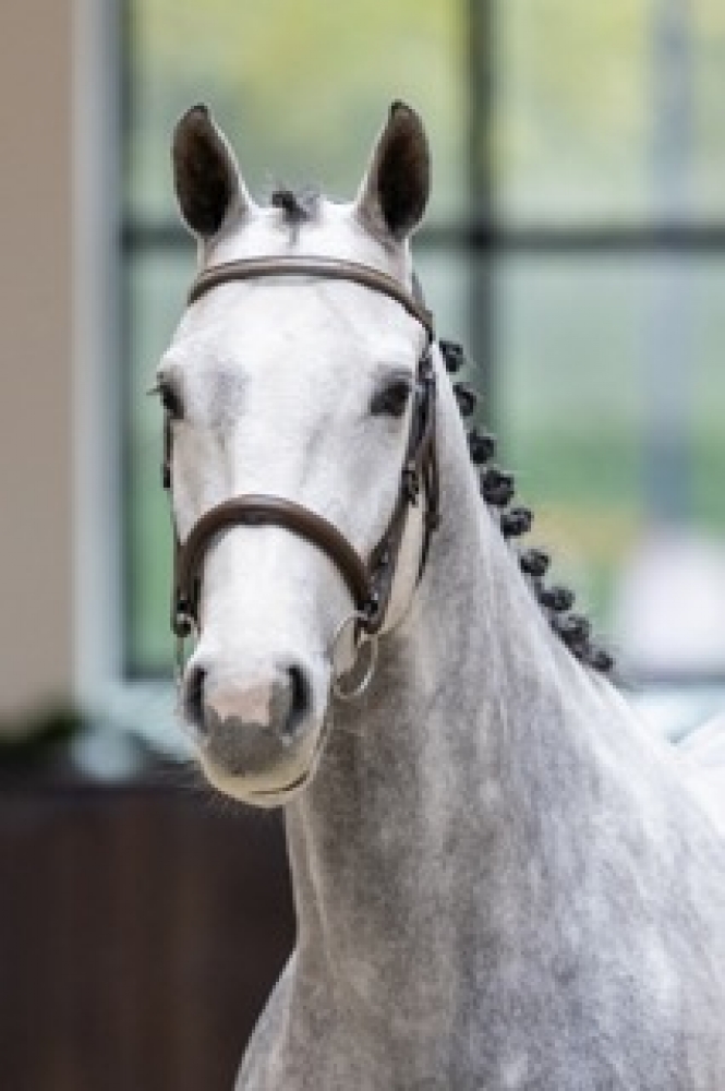 Carpe Diem Van ’T Vossenhof Z