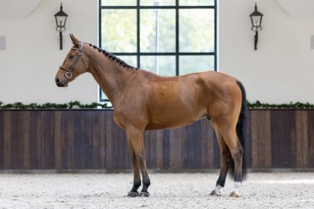 Commerce De Muze HFF Z