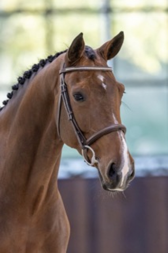 Funny Girl D'Augustijn Z