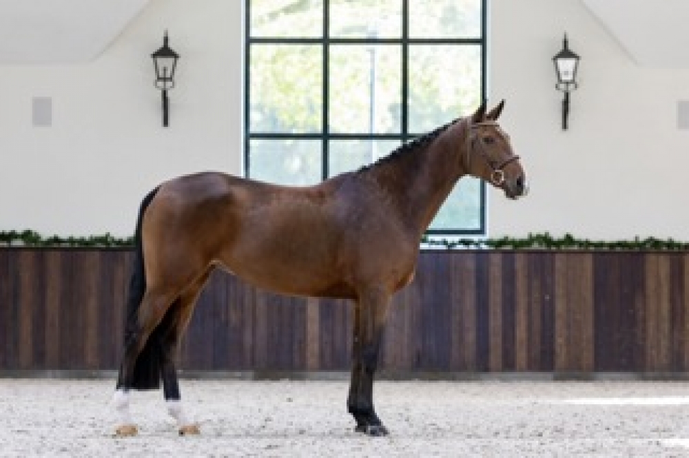 Funny Girl D'Augustijn Z