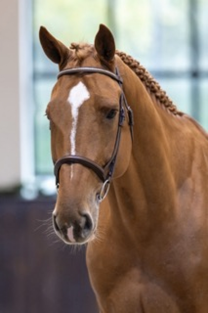 Tarzan Van'T Meyershof