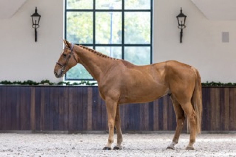 Tarzan Van'T Meyershof