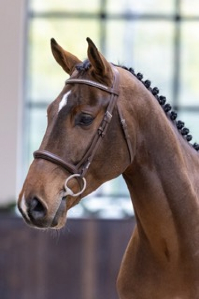 Valentijn Van De Sterredreef