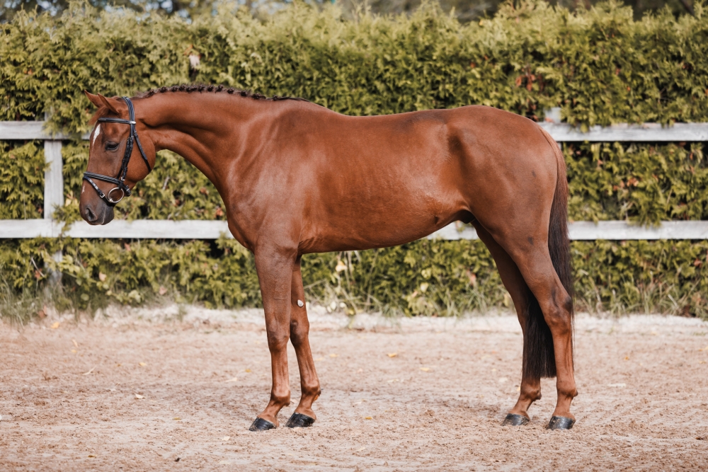 Tempaltion vd Reynaarthoeve 	