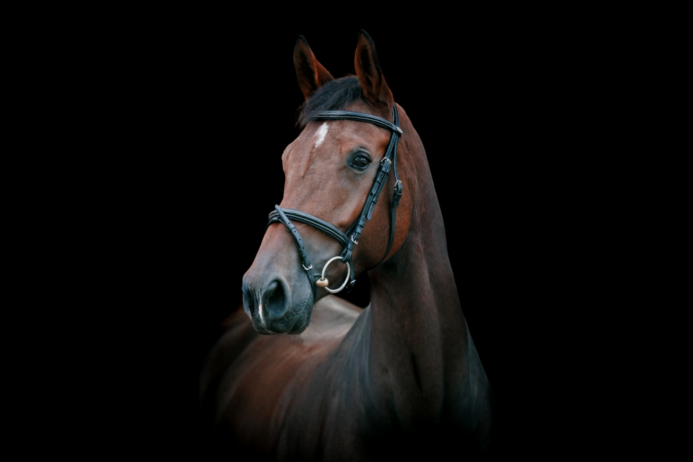 Hartjelief Alda GDL Z	