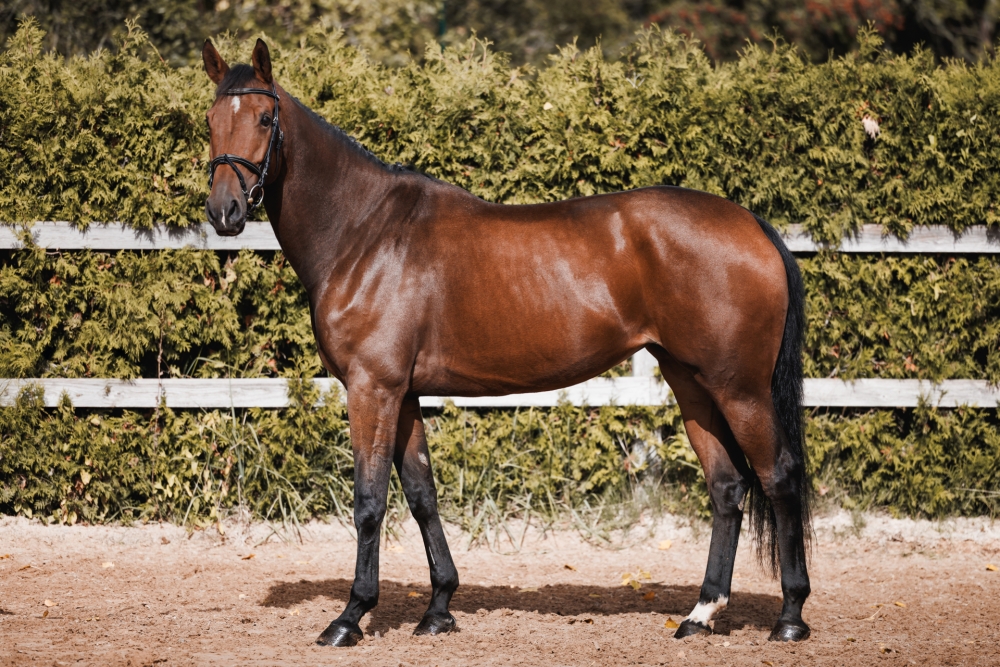 Hartjelief Alda GDL Z	