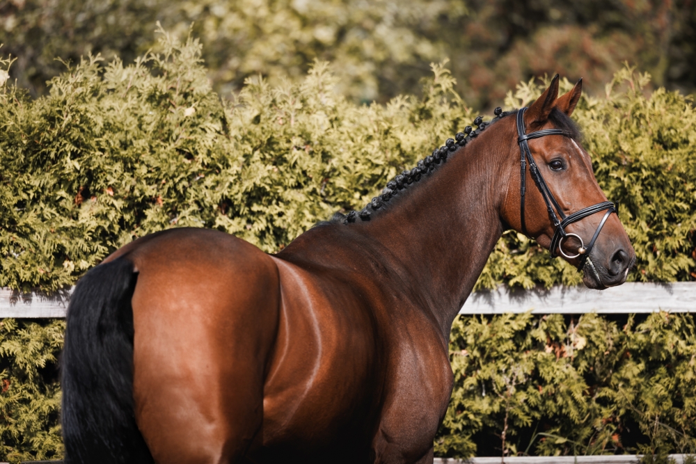 Hartjelief Alda GDL Z	