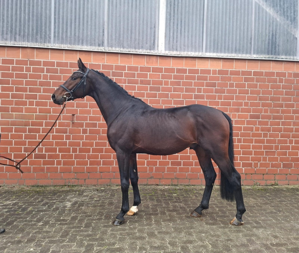 Dynamic Dream  - Boston 