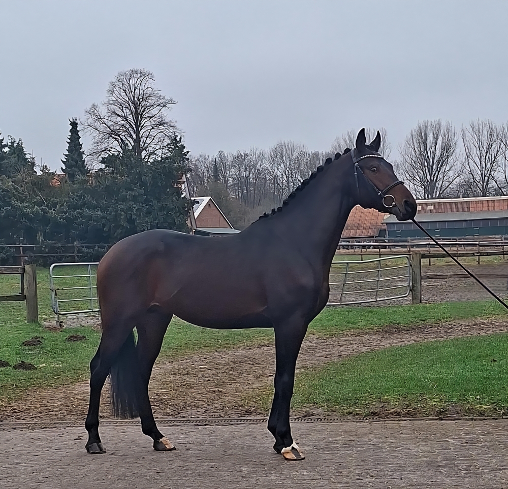 Dynamic Dream  - Boston 