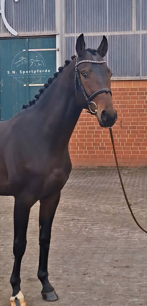 Dynamic Dream  - Boston 