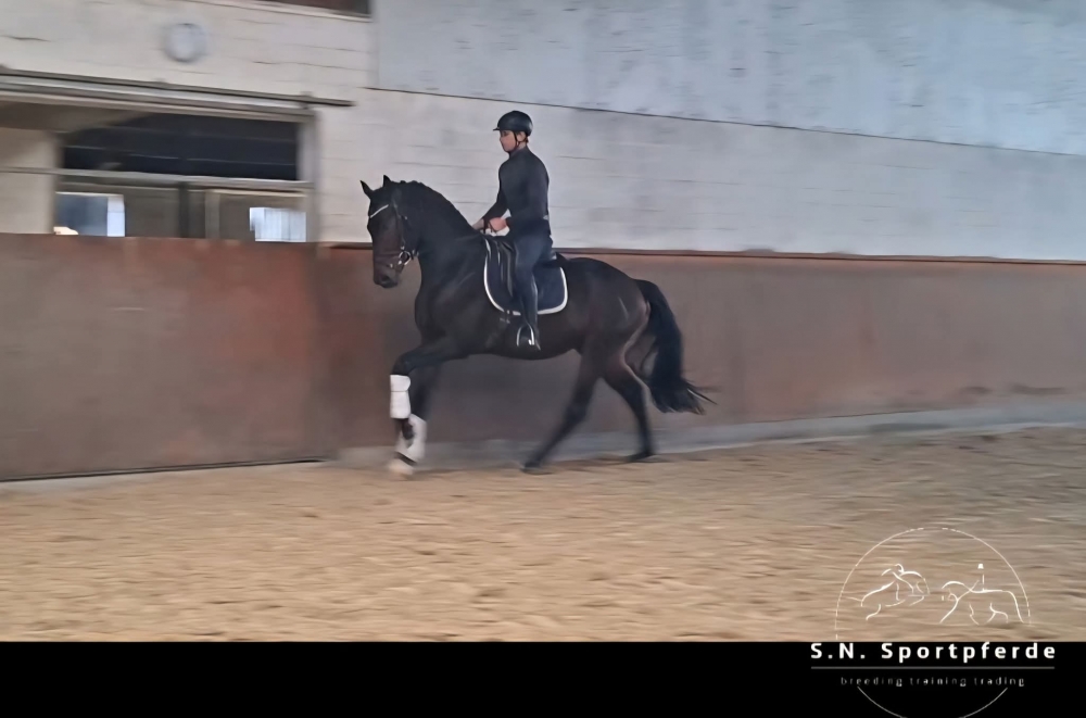 Dynamic Dream  - Boston 