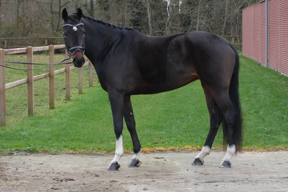 VADERLAND - Heinrich Heine