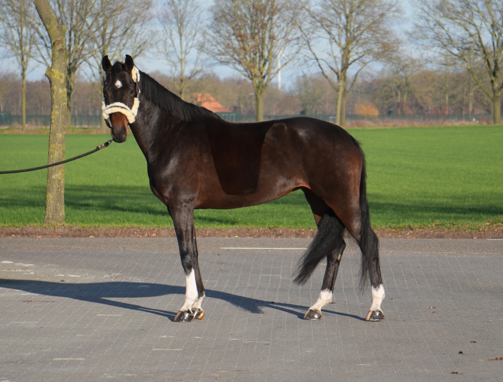 VADERLAND - Heinrich Heine