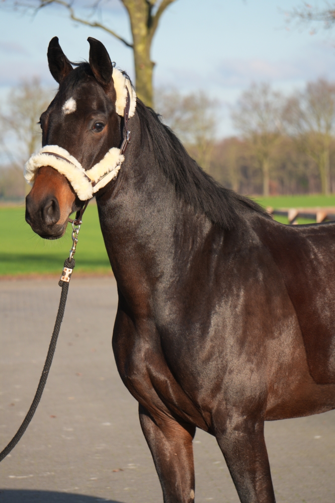 VADERLAND - Heinrich Heine