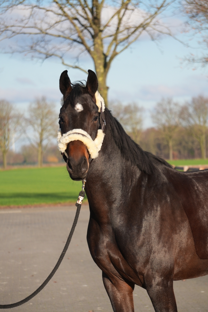 VADERLAND - Heinrich Heine