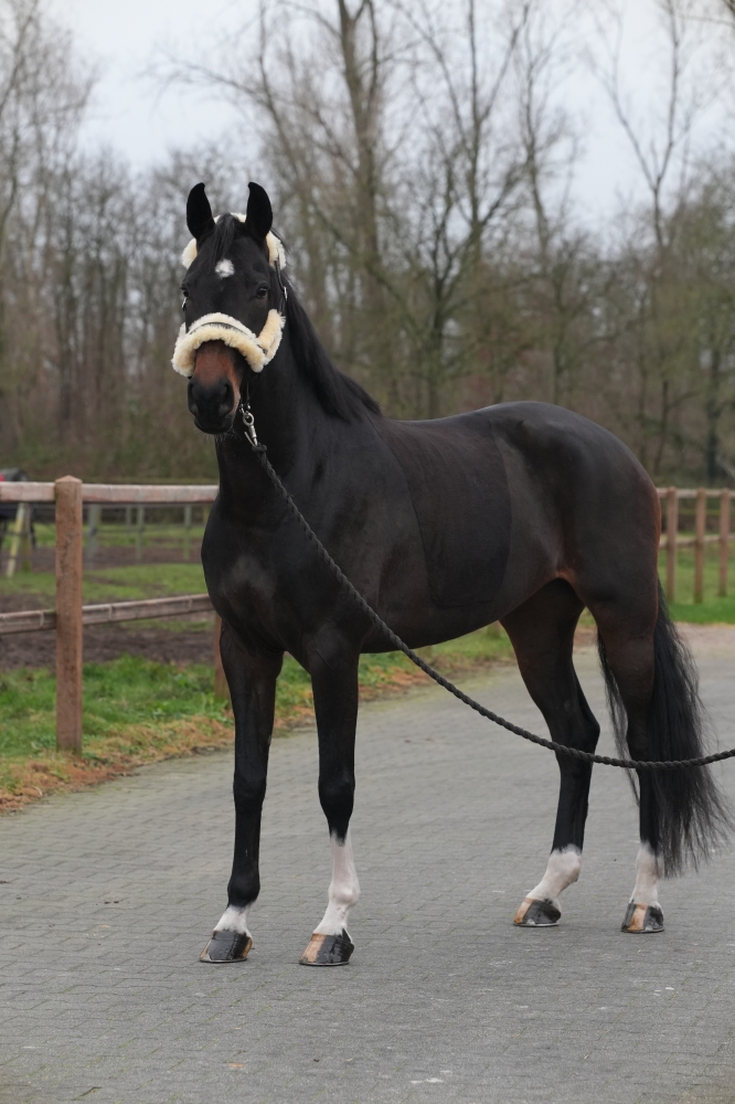 VADERLAND - Heinrich Heine