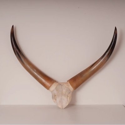 Cornes de bœuf probablement de bœuf watusis