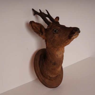 Tête de chevreuil naturalisée