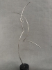 Andreu Alfaro, escultura firmada y limitada, año 1992