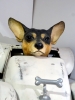 Lluis Roig, escultura figurativa perro chihuahua montado en coche de carreras