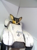 Lluis Roig, escultura figurativa perro chihuahua montado en coche de carreras