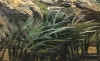 “Paisaje Lacustre con Vacas”, Joan Rabadá i Vallbé (1850-1899), 1879