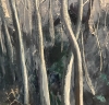 ”Paisaje Otoñal Lacustre”, Adolfo Francés Asencio (1912-2003), años 80 del siglo XX 