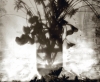 Tomy Ceballos, fotografía en blanco y negro, jarrón con flores, 1992