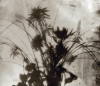 Tomy Ceballos, fotografía en blanco y negro, jarrón con flores, 1992