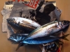 Javier Arizabalo, pintura hiperrealista, bodegón con peces, 2018
