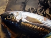 Javier Arizabalo, pintura hiperrealista, bodegón con peces, 2018