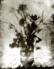 Tomy Ceballos, fotografía en blanco y negro, jarrón con flores, 1992
