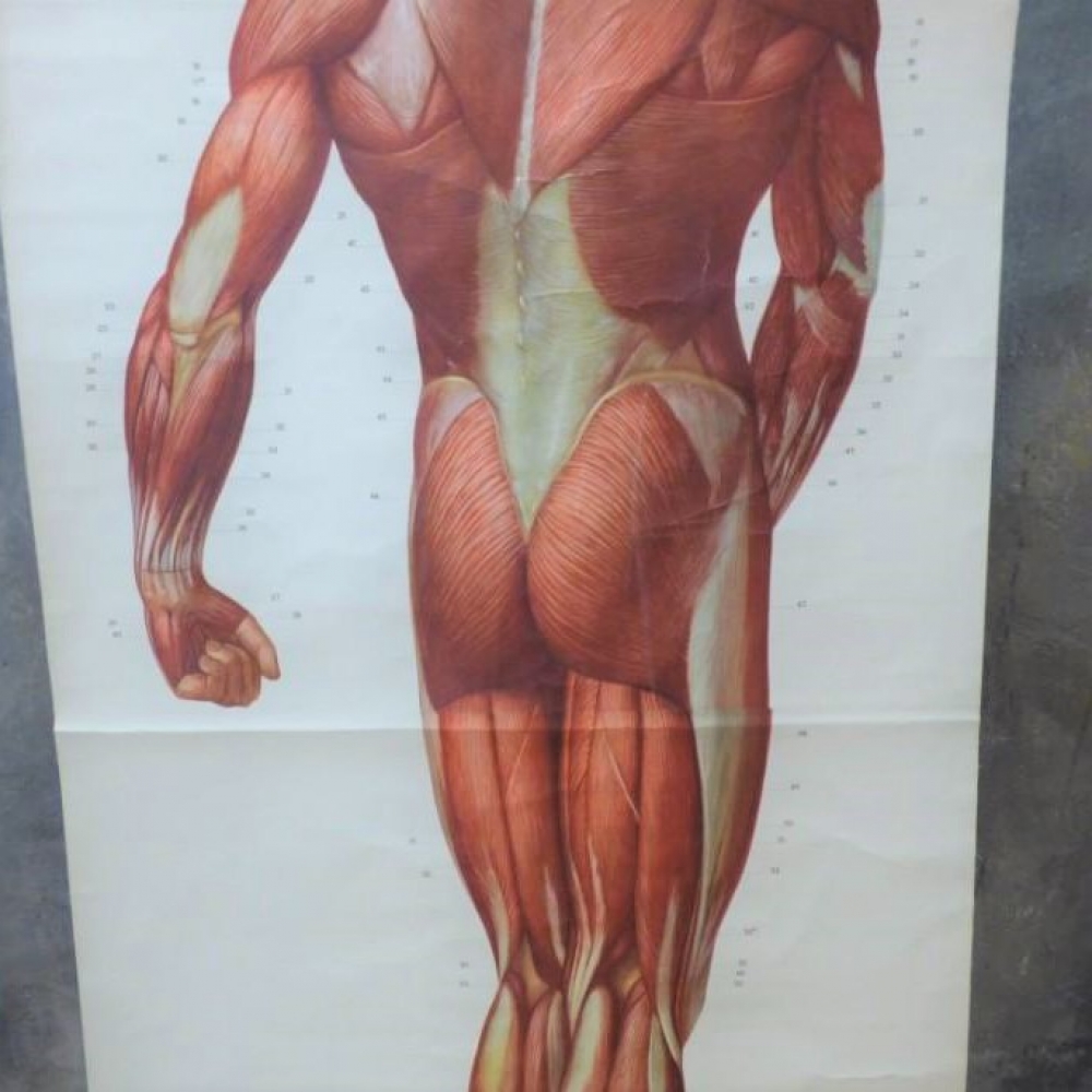 Cartel escolar ”Músculo humano”, Alemania, 1959
